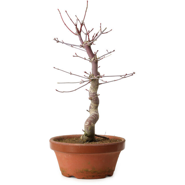 Acer palmatum deshojo, 27 cm, ± 8 jaar oud, met een nebari van 3 cm