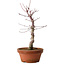 Acer palmatum deshojo, 27 cm, ± 8 años de edad, con un nebari de 3 cm