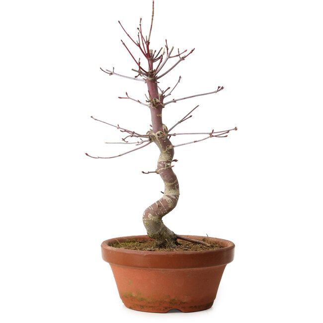 Acer palmatum deshojo, 27 cm, ± 8 ans, avec un nebari de 3 cm