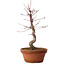 Acer palmatum deshojo, 27 cm, ± 8 ans, avec un nebari de 3 cm