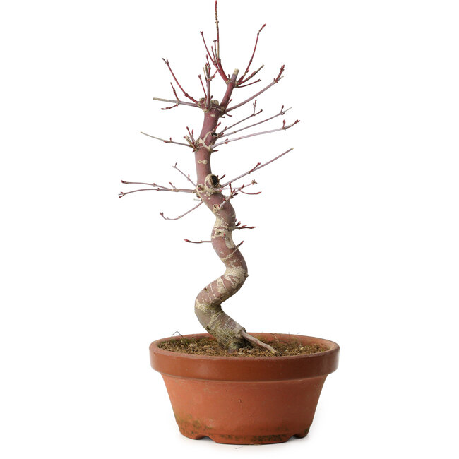 Acer palmatum deshojo, 27 cm, ± 8 ans, avec un nebari de 3 cm