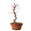 Acer palmatum deshojo, 27 cm, ± 8 años de edad, con un nebari de 3 cm