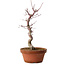 Acer palmatum deshojo, 27 cm, ± 8 jaar oud, met een nebari van 3 cm