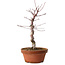 Acer palmatum deshojo, 27 cm, ± 8 ans, avec un nebari de 3 cm