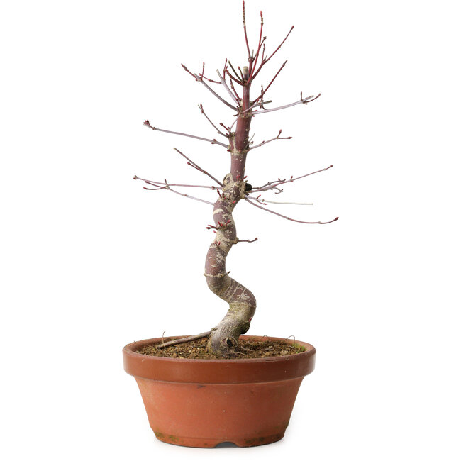 Acer palmatum deshojo, 27 cm, ± 8 anni, con nebari di 3 cm