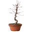 Acer palmatum deshojo, 27 cm, ± 8 years old, with a nebari of 3 cm