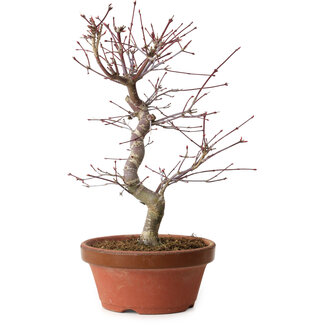 Acer palmatum deshojo, 27 cm, ± 8 years old