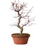 Acer palmatum deshojo, 27 cm, ± 8 years old, with a nebari of 3 cm
