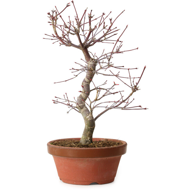 Acer palmatum deshojo, 27 cm, ± 8 anni, con nebari di 3 cm
