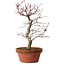 Acer palmatum deshojo, 27 cm, ± 8 anni, con nebari di 3 cm