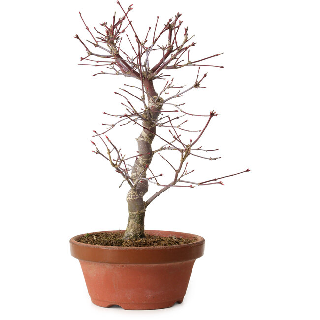 Acer palmatum deshojo, 27 cm, ± 8 jaar oud, met een nebari van 3 cm