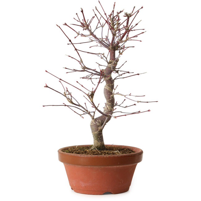 Acer palmatum deshojo, 27 cm, ± 8 años de edad, con un nebari de 3 cm