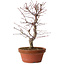 Acer palmatum deshojo, 27 cm, ± 8 años de edad, con un nebari de 3 cm