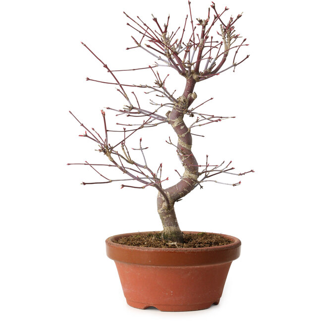 Acer palmatum deshojo, 27 cm, ± 8 anni, con nebari di 3 cm
