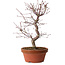 Acer palmatum deshojo, 27 cm, ± 8 years old, with a nebari of 3 cm