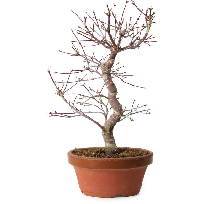 Acer palmatum deshojo, 27 cm, ± 8 años de edad, con un nebari de 3 cm