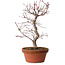 Acer palmatum deshojo, 27 cm, ± 8 years old, with a nebari of 3 cm