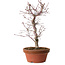 Acer palmatum deshojo, 27 cm, ± 8 ans, avec un nebari de 3 cm