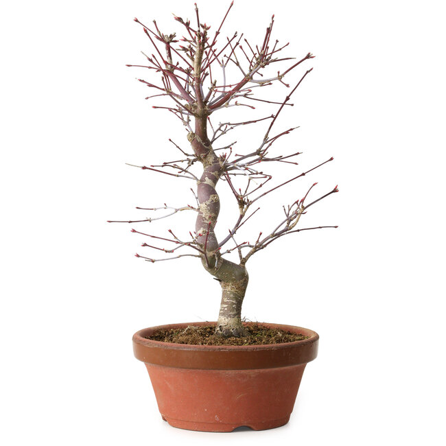 Acer palmatum deshojo, 27 cm, ± 8 años de edad, con un nebari de 3 cm