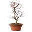 Acer palmatum deshojo, 27 cm, ± 8 years old, with a nebari of 3 cm