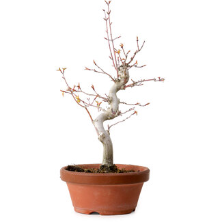 Acer palmatum, 29 cm, ± 12 jaar oud