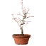 Acer palmatum, 29 cm, ± 12 Jahre alt, mit einem Wurzelhals von 3 cm