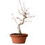 Acer palmatum, 29 cm, ± 12 jaar oud, met een nebari van 3 cm