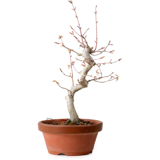 Acer palmatum, 29 cm, ± 12 Jahre alt, mit einem Wurzelhals von 3 cm