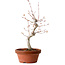 Acer palmatum, 29 cm, ± 12 jaar oud, met een nebari van 3 cm