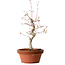 Acer palmatum, 29 cm, ± 12 jaar oud, met een nebari van 3 cm