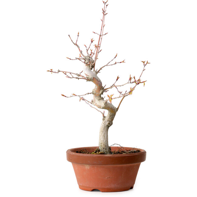 Acer palmatum, 29 cm, ± 12 jaar oud, met een nebari van 3 cm