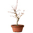 Acer palmatum, 29 cm, ± 12 jaar oud, met een nebari van 3 cm