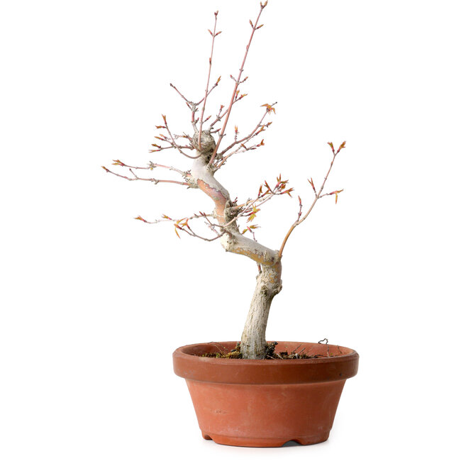 Acer palmatum, 29 cm, ± 12 jaar oud, met een nebari van 3 cm