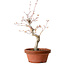 Acer palmatum, 29 cm, ± 12 jaar oud, met een nebari van 3 cm