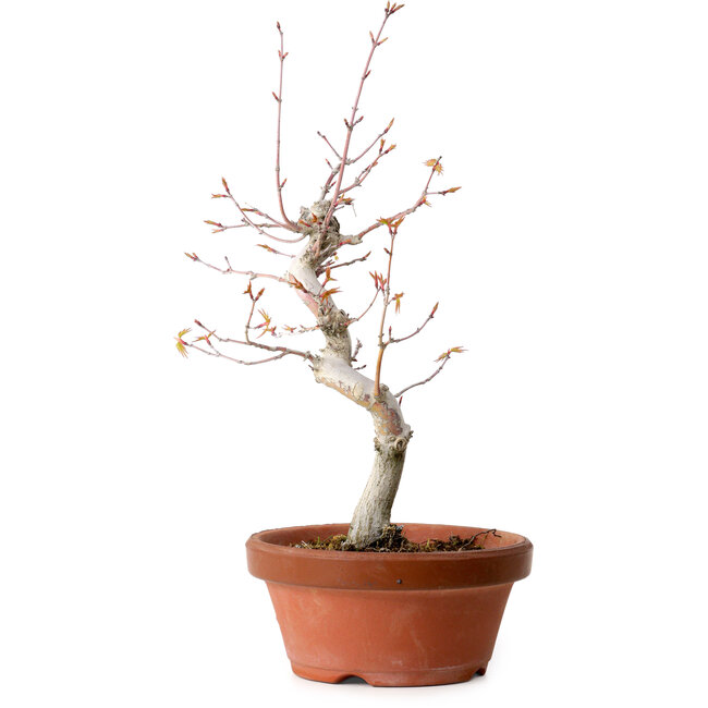 Acer palmatum, 29 cm, ± 12 jaar oud, met een nebari van 3 cm
