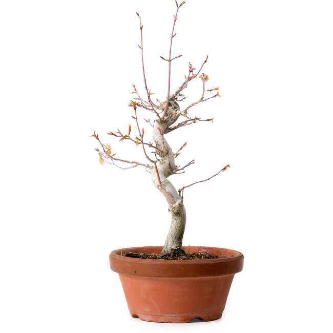 Acer palmatum, 29 cm, ± 12 jaar oud, met een nebari van 3 cm