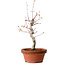 Acer palmatum, 29 cm, ± 12 jaar oud, met een nebari van 3 cm