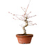 Acer palmatum, 29 cm, ± 12 jaar oud, met een nebari van 3 cm
