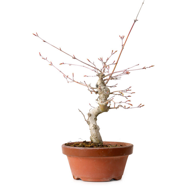 Acer palmatum, 29 cm, ± 12 jaar oud, met een nebari van 3 cm