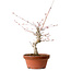Acer palmatum, 29 cm, ± 12 jaar oud, met een nebari van 3 cm