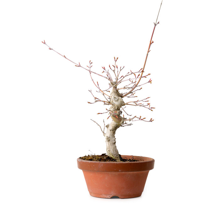 Acer palmatum, 29 cm, ± 12 jaar oud, met een nebari van 3 cm