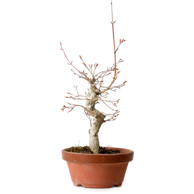 Acer palmatum, 29 cm, ± 12 Jahre alt, mit einem Wurzelhals von 3 cm
