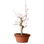 Acer palmatum, 29 cm, ± 12 Jahre alt, mit einem Wurzelhals von 3 cm