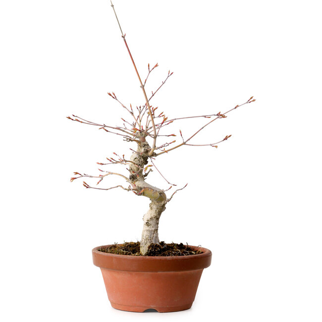 Acer palmatum, 29 cm, ± 12 jaar oud, met een nebari van 3 cm