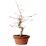 Acer palmatum, 29 cm, ± 12 Jahre alt, mit einem Wurzelhals von 3 cm