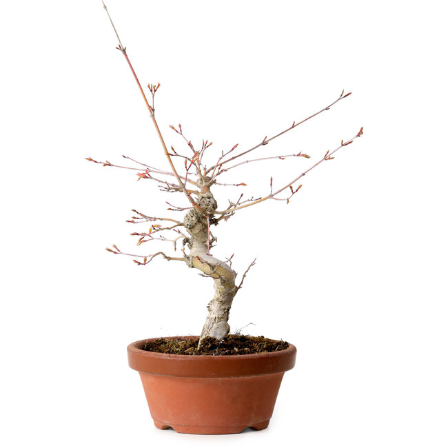 Acer palmatum, 29 cm, ± 12 jaar oud, met een nebari van 3 cm