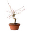 Acer palmatum, 29 cm, ± 12 jaar oud, met een nebari van 3 cm