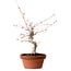 Acer palmatum, 29 cm, ± 12 years old, with a nebari of 3 cm