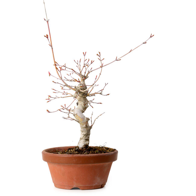 Acer palmatum, 29 cm, ± 12 jaar oud, met een nebari van 3 cm