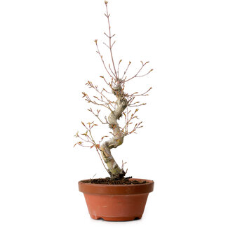 Acer palmatum, 29 cm, ± 12 jaar oud